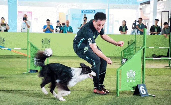 200余条赛犬在上海同场竞技，犬种优劣好坏分为五等