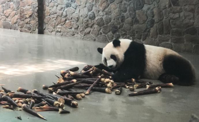大熊猫国家公园︱在与熊猫为邻的村庄实践“协议保护”
