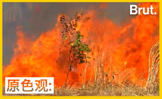 亚马逊雨林烧了3个星期，为何如此严重？