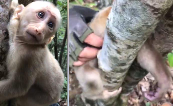 藏酋猴手臂卡树枝，登山队员偶遇后救下