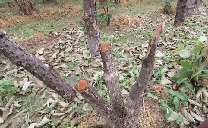 30株猕猴桃树被连根砍断，果农哭诉