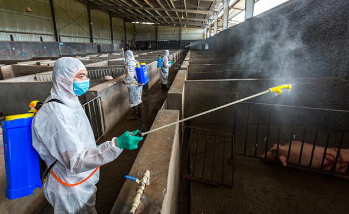 山西安泽县原畜牧局长被通报：170头生猪未经检疫流出县域