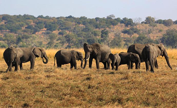 CITES缔约国决定收紧非洲野生象出口，美国津巴布韦反对