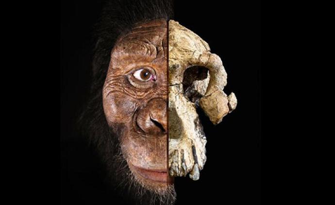 考古发现南方古猿湖畔种头骨，来自420万年至380万年前