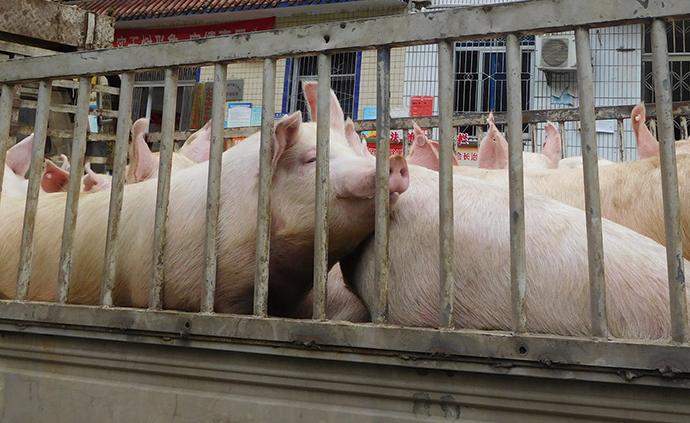 交通运输部：运输仔猪及冷鲜猪肉恢复执行“绿色通道”政策