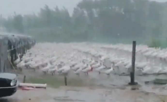 4000只大鹅雨中整齐排队，网友：这是军训集合？