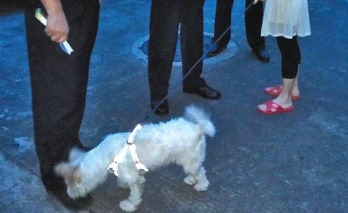 广州整治不文明养犬：两月不到730人被罚款或责令限期改正