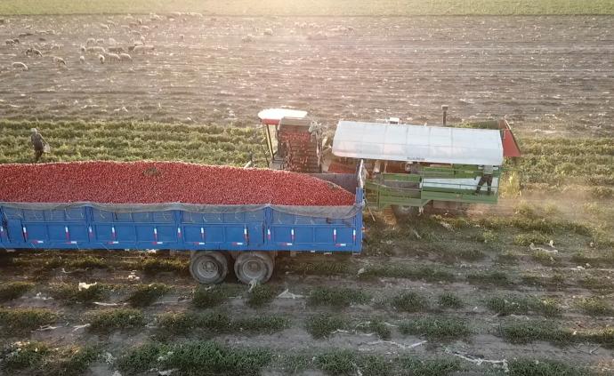 新疆“番茄产业”：农民不下地也能种植