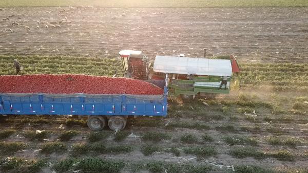 新疆“番茄产业”：农民不下地也能种植