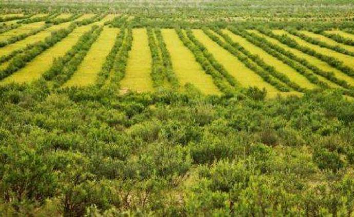 国家林草局：20年中国累计退耕还林还草逾5亿亩