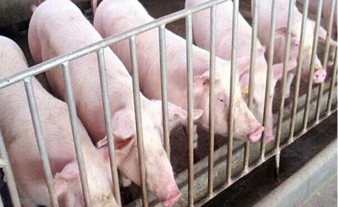 为稳定生猪生产，河北省财政厅统筹安排各类财政资金