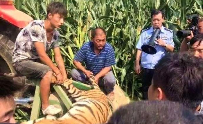 马戏团老虎逃脱被抓后死亡，河南省林业局：已上报国家林草局