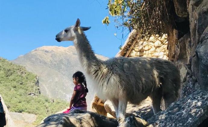 站在秘鲁马丘比丘之巅，做一只温顺的羊驼