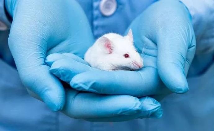 用来评估化学品安全性的动物实验，美国环保署计划取消惹争议