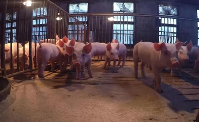 湖南打响生猪生产保卫战，当地养殖户：加强防疫保供给