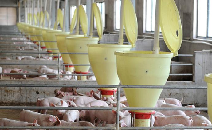 福建发布十条措施稳定生猪生产，保障市场供应