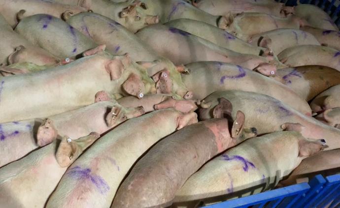 澎湃全流程跟踪生猪生产：如何增量保质