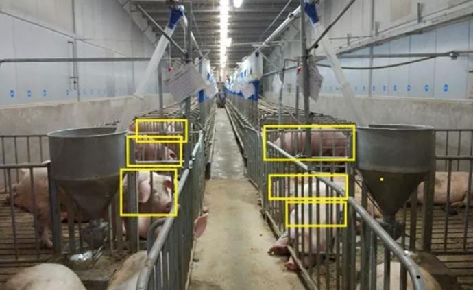 每头猪都很宝贵！卫生监控、猪脸识别，AI走进中国养猪场