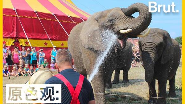 丹麦人为何要花这么多钱，帮马戏团大象“赎身”？