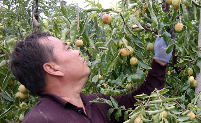 48岁男子种枣20年揭秘冬枣高产优质诀窍：年年在树上动刀