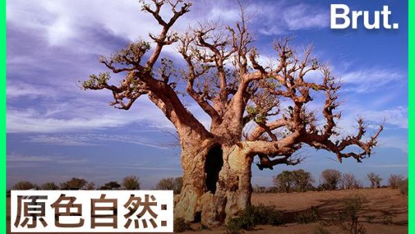 有着千年寿命的猴面包树，为何一棵棵倒下？