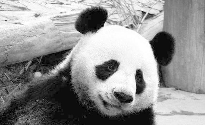 旅泰大熊猫“创创”死亡，死因有待调查