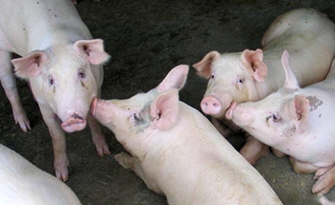 广东：跨省调运种猪产地检疫实行风险评估制，大幅降低检测费