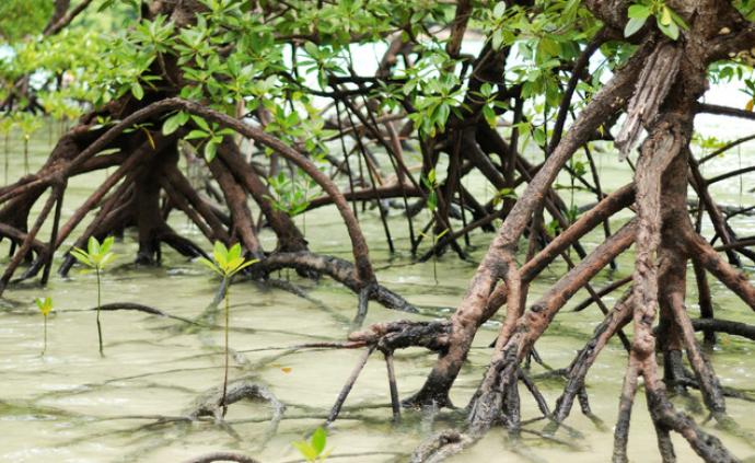 海南澄迈暂停富力红树湾所有在建项目，问责处理11人