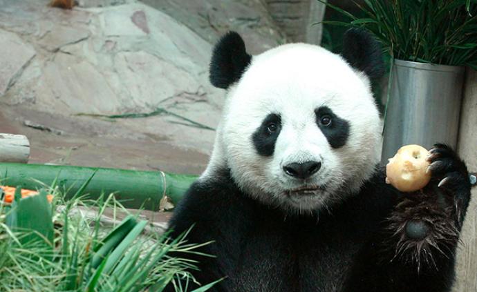 旅泰大熊猫“创创”死亡，保险公司将赔付1500万泰铢