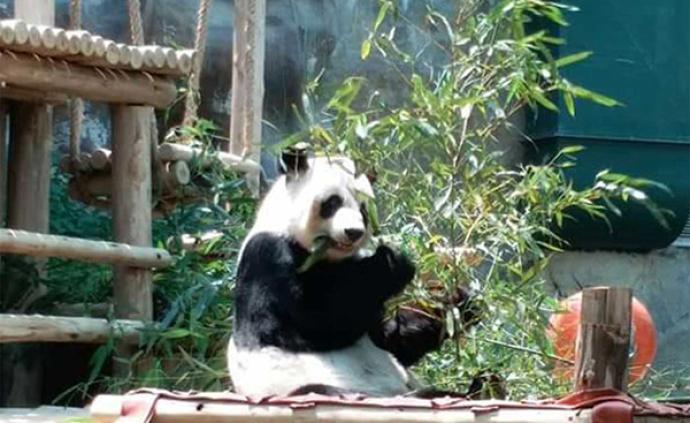 泰国民众黑衣告别“创创”，熊猫伴侣“林惠”独自进食竹叶
