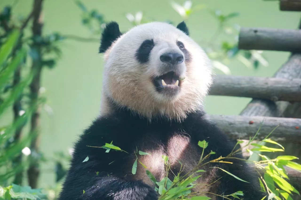 上海动物园建园70周年,长三角动物园联盟成立