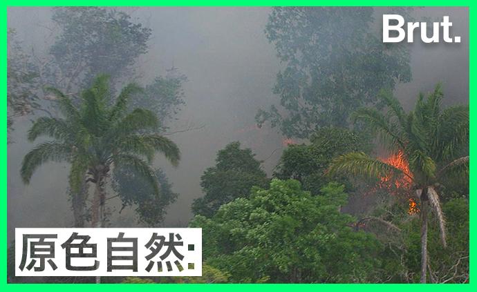 这是你能保护亚马孙雨林的4种方式