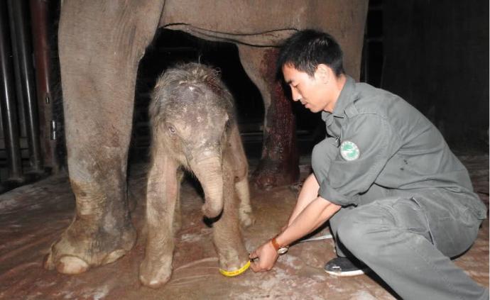 云南亚洲象中心17岁的救助象“然然”当妈妈了：母女平安