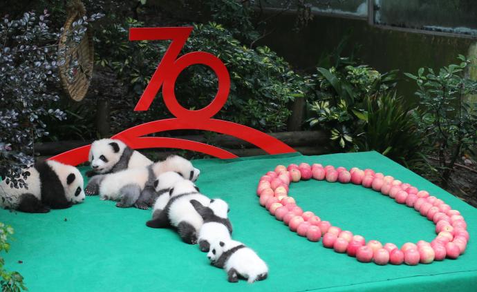 熊猫基地2019年新生熊猫宝宝集体亮相：排出一个“70”