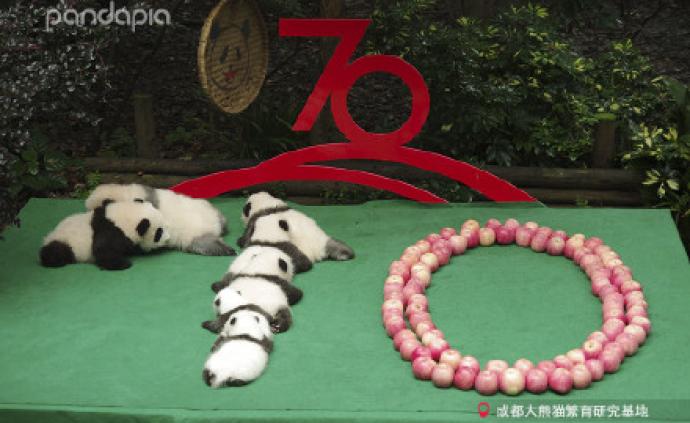 7只新生大熊猫拼出“70”图案庆国庆