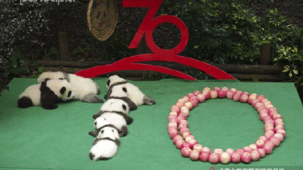 7只新生大熊猫拼出“70”图案庆国庆