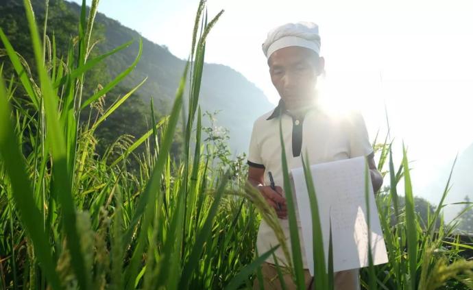 一位瑶族农民和他的45种水稻