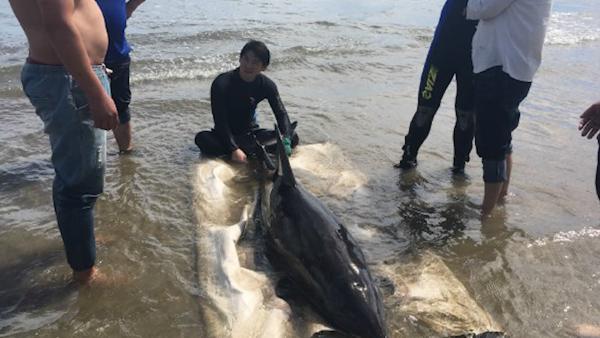 威海现疑似患病海豚，救援人员捞起诊治