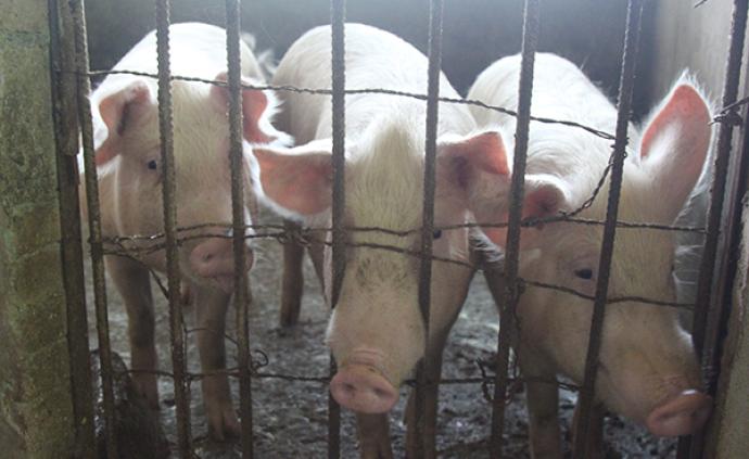江西正邦科技：预计生猪出栏量区间为550万头至600万头