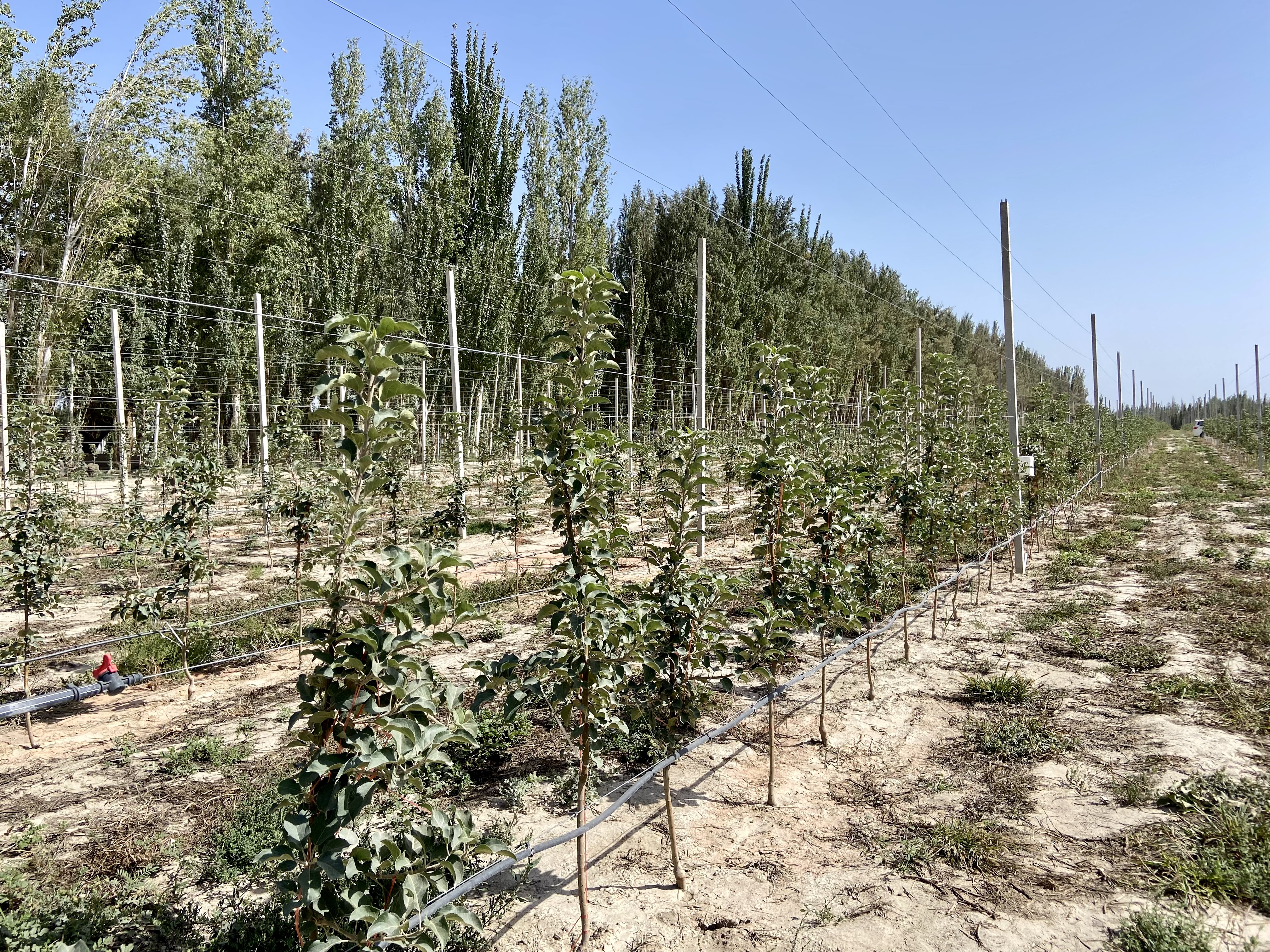 沪喀同心｜产业援疆如何扬长补短？种苹果、产棉花、防治沙有了新探索