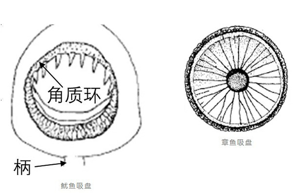 下单的章鱼足可能变成了鱿鱼足？上海消保委测评35家网店  第9张