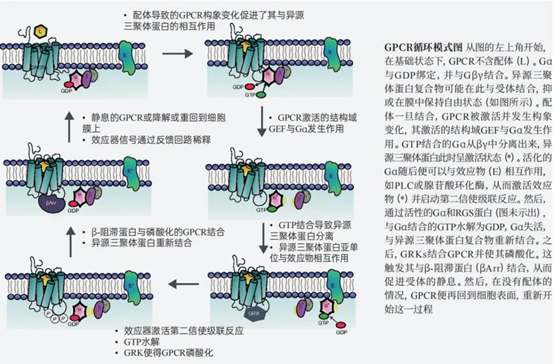 怎样的研究一直被诺奖青睐？