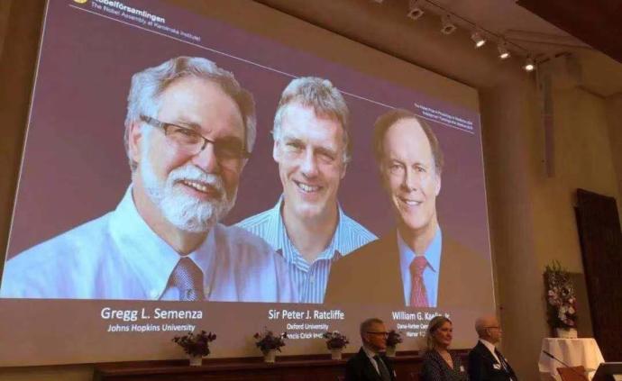 权威解读丨为什么他们获得了2019诺贝尔生理学或医学奖？