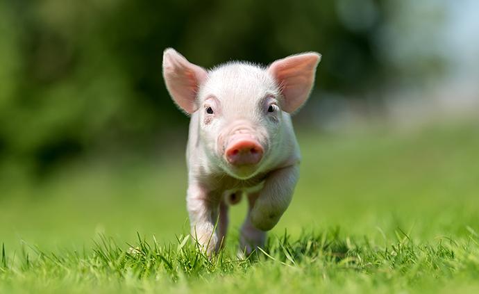 驻农业农村部纪检监察组将生猪稳产保供作为监督重点