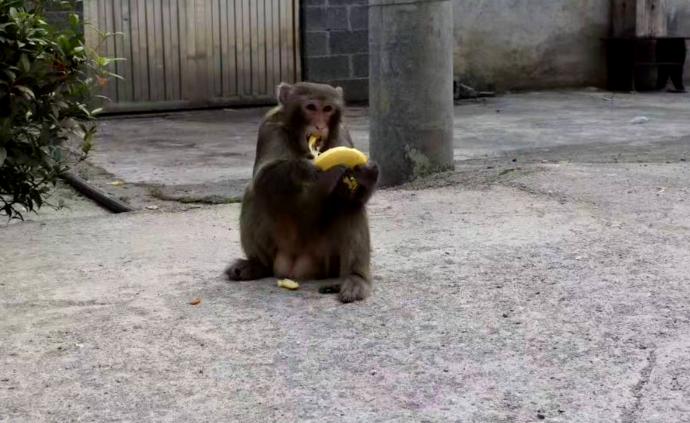 野猕猴一天三次串门：饿了就来，吃饱就走