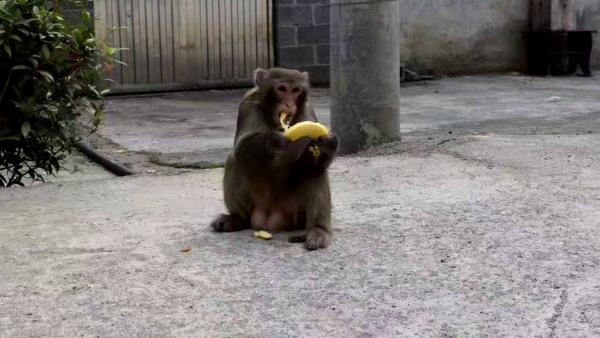野猕猴一天三次串门：饿了就来，吃饱就走