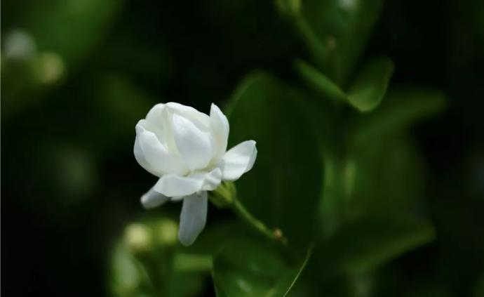 冯敏霞摄影作品《茉莉花的世界》