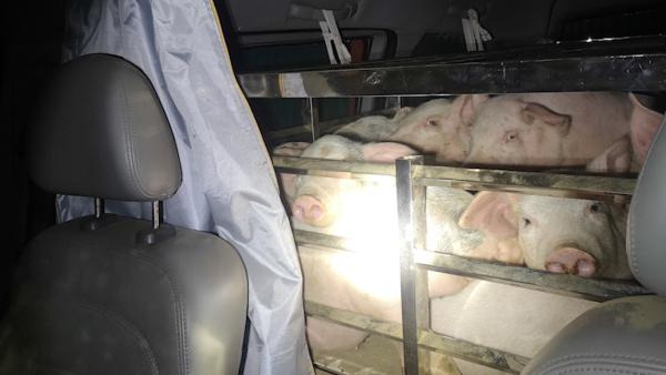 7座车塞进30头猪，司机：猪肉涨价了
