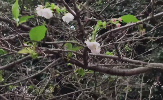 被天气“搞晕”，湖南怀化樱花反季节开放
