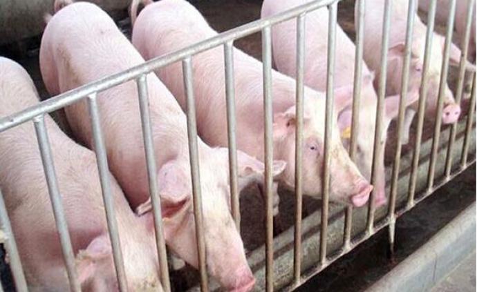 国家发改委：近期拟下达中央预算内投资3亿元补助生猪养殖